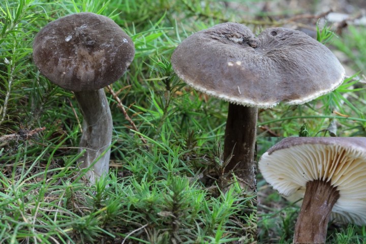 Lactarius lignyotus - c'est toujours un plaisir de le rencontrer et ses dessous sont très jolis
