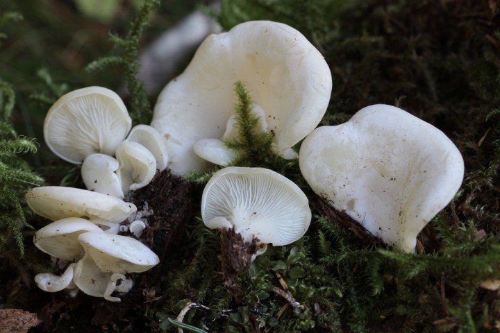 Pleurocybella porrigens - une bonne odeur, sur tronc pourrissant de conifère certainement