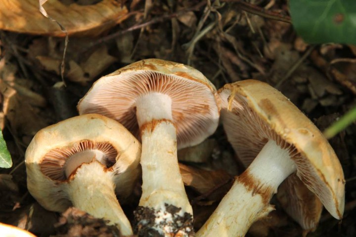 IMG_5045.JPG