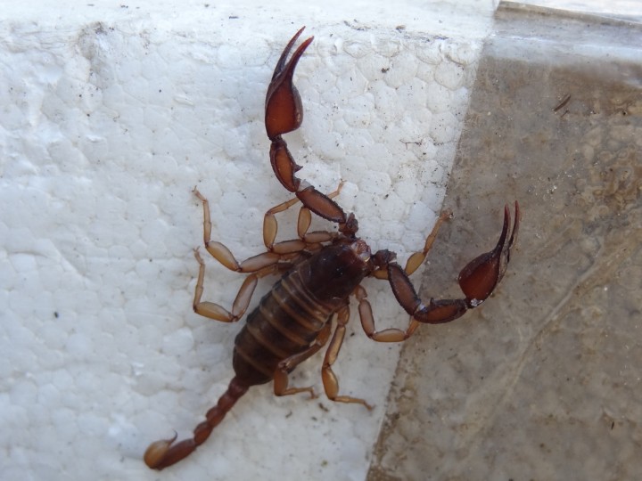 Euscorpius tergestinus  CDI 19042013 22.JPG
