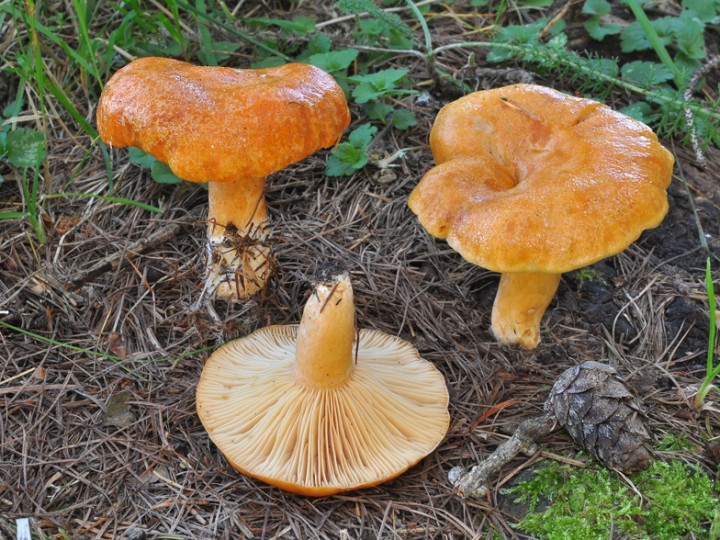 Lactarius.jpg