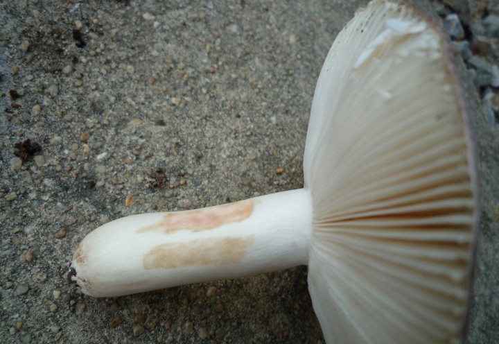 copie de L1140099.JPG