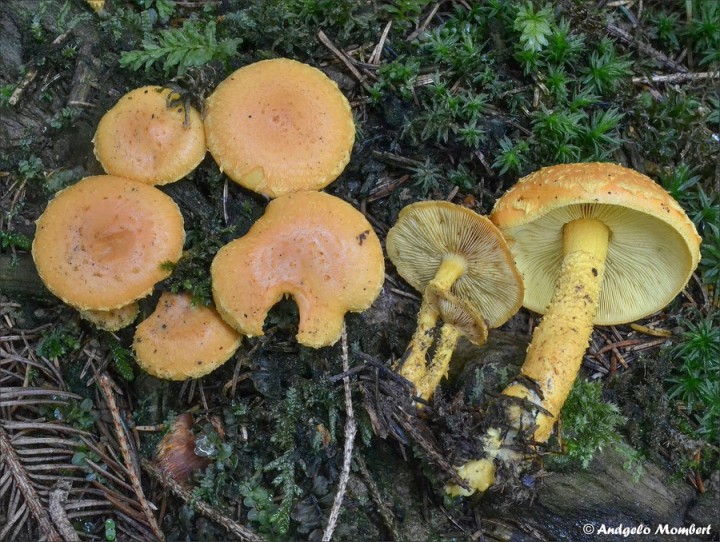 Pholiota flammans 1 (08-08-14).jpg