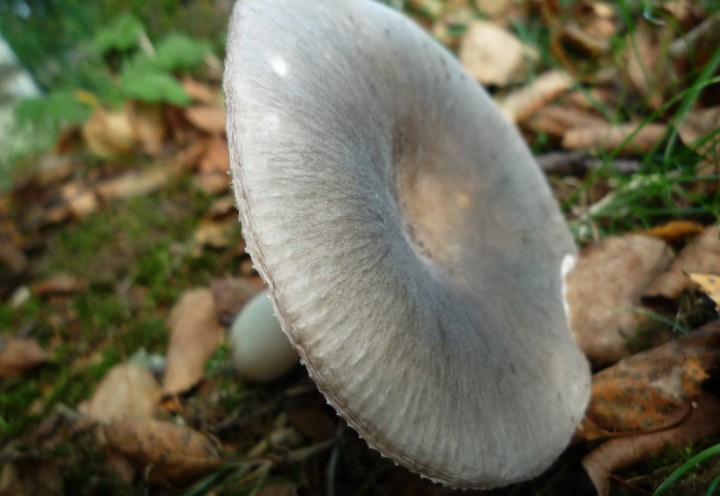 copie de L1140087.JPG