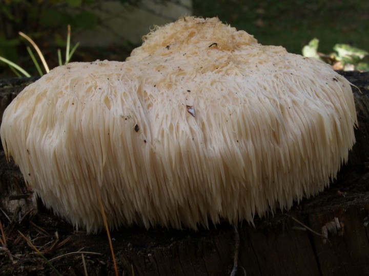 Hericium erinaceum_ (2).JPG