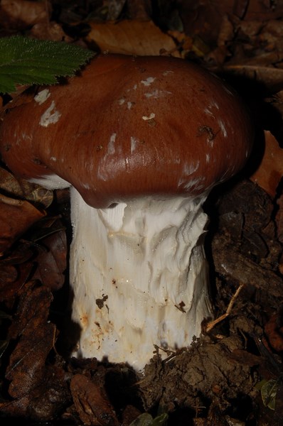 Cortinarius praestans (5) [1600x1200].JPG