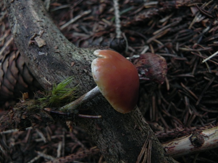 DSCN9995ch.JPG