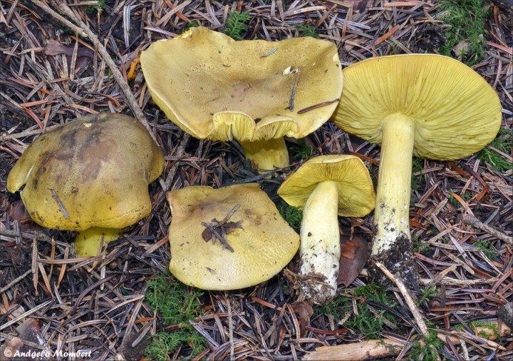 Tricoloma groupe equestre 1 (23-09-14).jpg