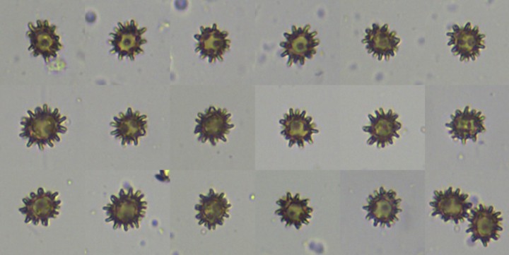 spores.jpg