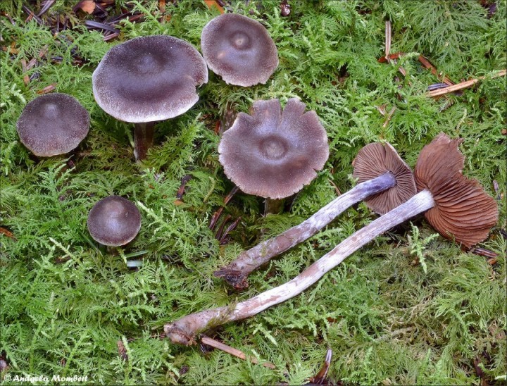 Cortinarius flexipes var. flabellus 1 (23-09-14).jpg