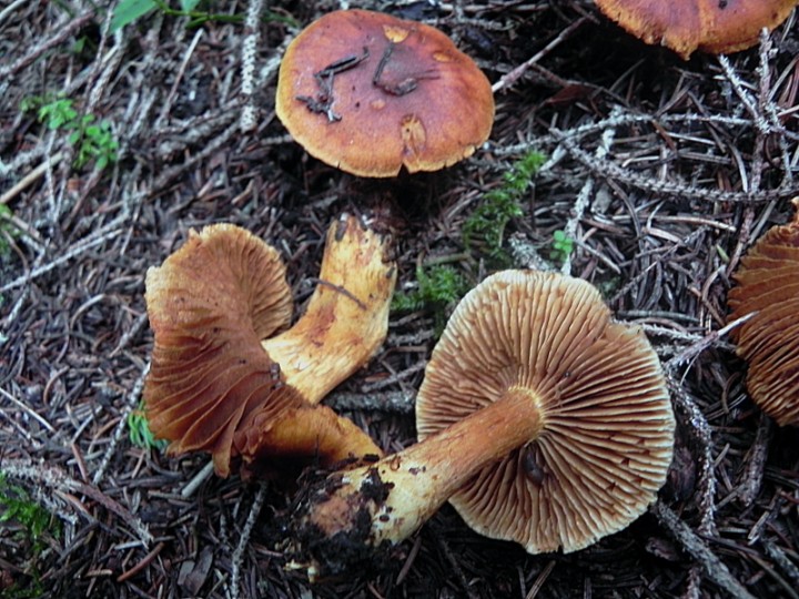 DSCN0537ch.JPG