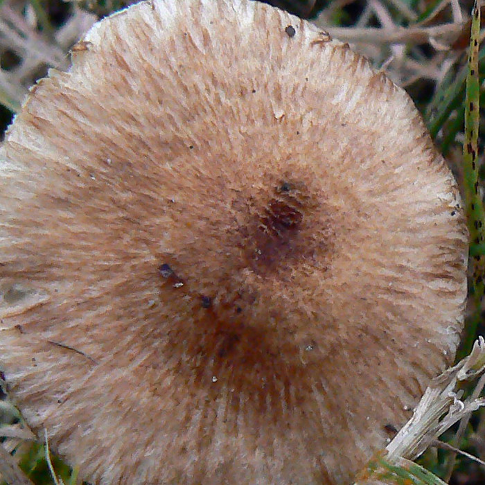 detail.jpg