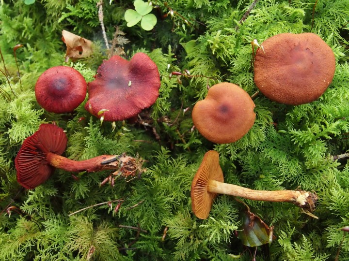 P9240639c.jpg