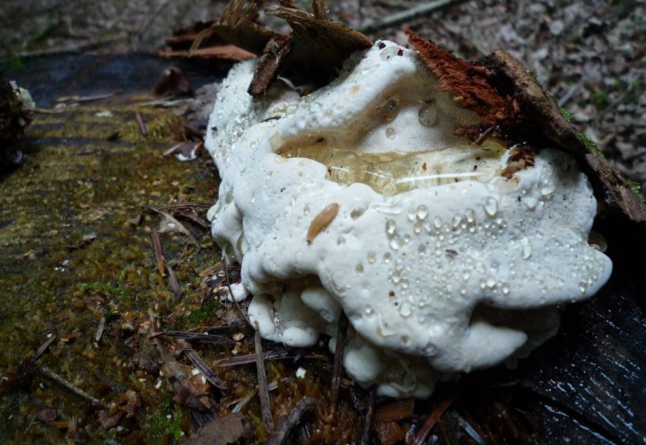 copie de L1140320.JPG
