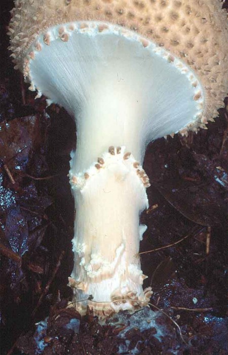 11b.jpg