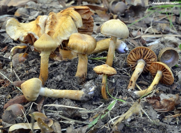 Cortinarius hinnulei 1 (01-10-14).jpg