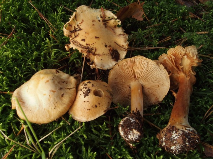 P9280669c.jpg