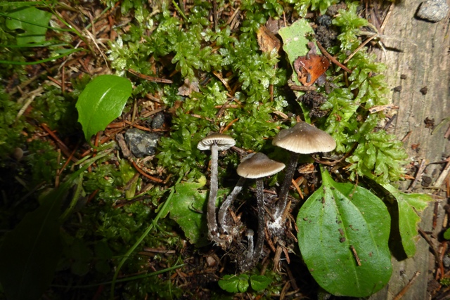 Copie de P1040721.JPG