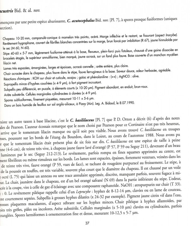 basileucus_0002.jpg