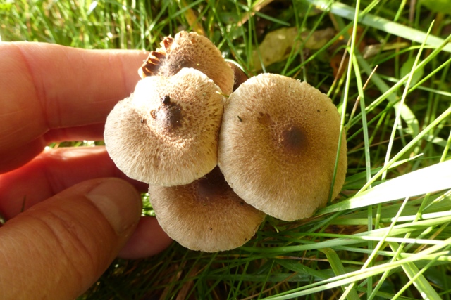 Copie de P1040739.JPG