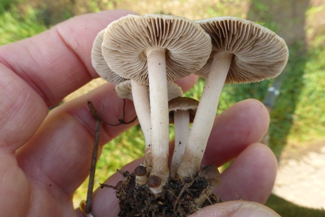 Copie de P1040741.JPG