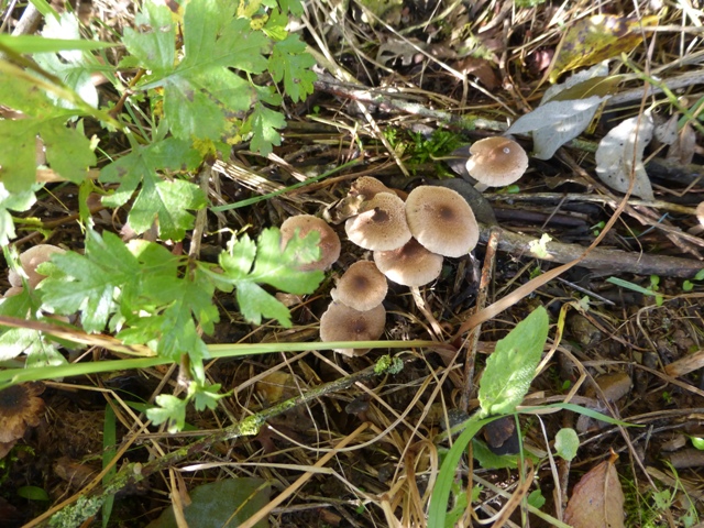 Copie de P1040736.JPG