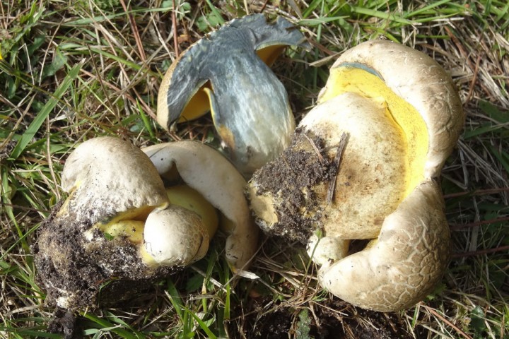 091014-(27)boletus.jpg