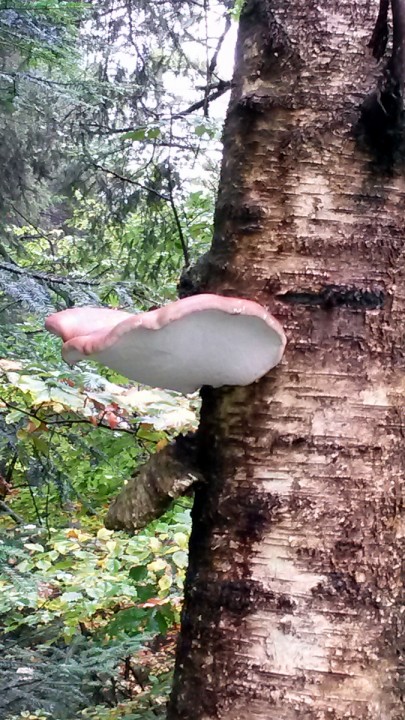 20141011_143054.jpg