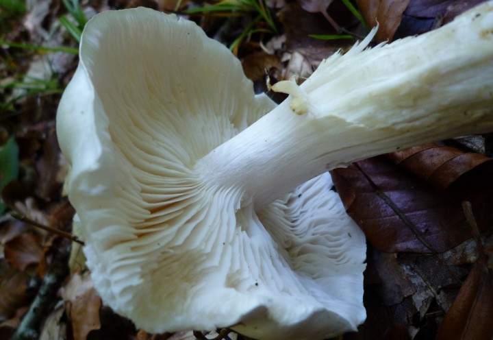 copie de L1140804.JPG