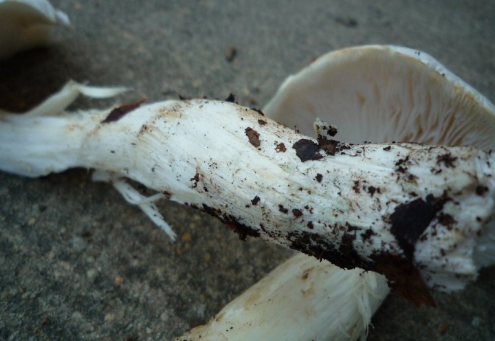 copie de L1140936.JPG