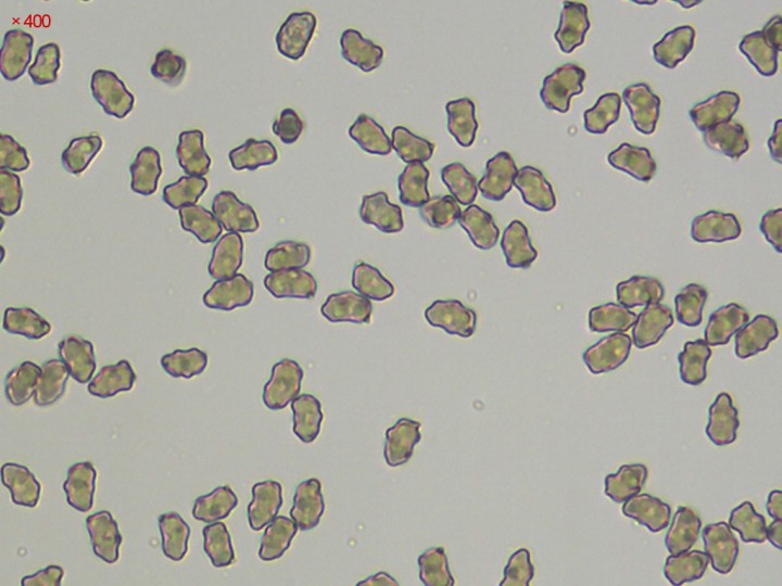 spores.jpg