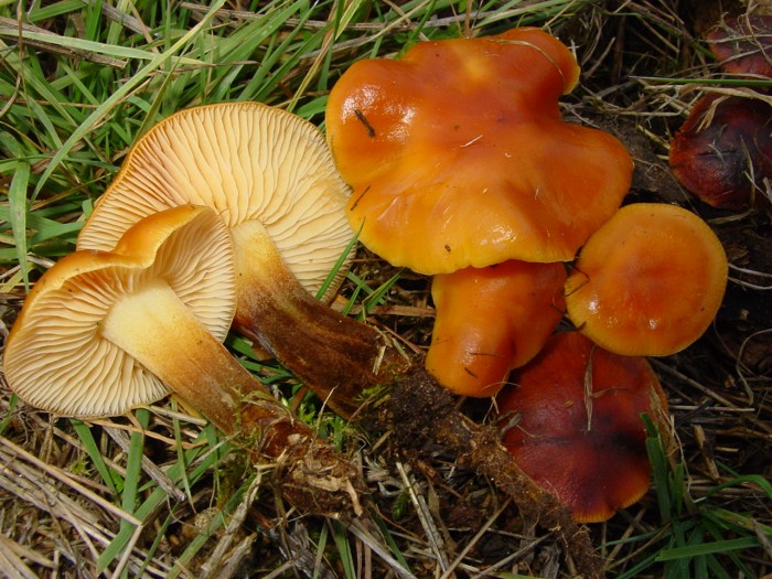 flammulina velutipes.jpg
