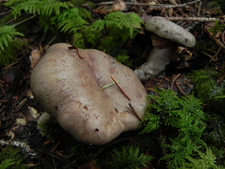 DSCN0156ch.JPG