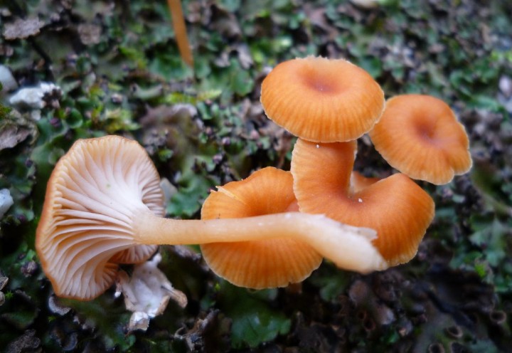 copie de L1140946.JPG