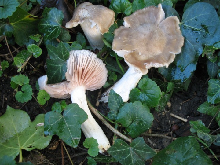 tricholome-IMG_3418.JPG