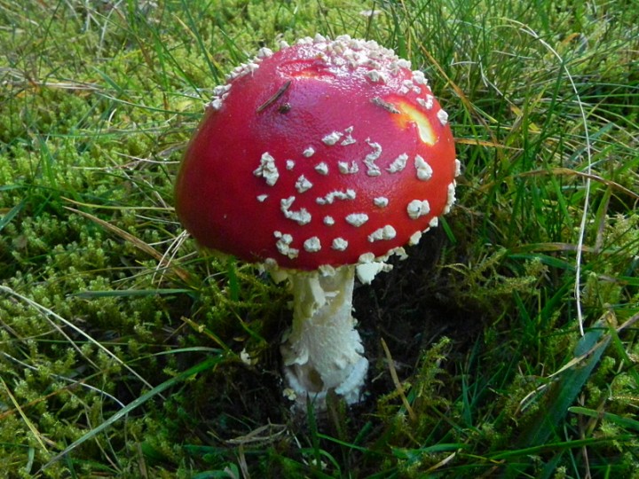 DSCN0945ch.JPG