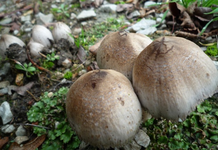 copie de L1140958.JPG