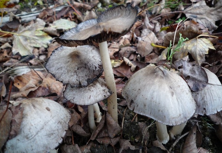 copie de L1140960.JPG