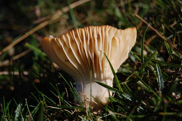 Camarophyllus pratensis (1) [1600x1200].JPG