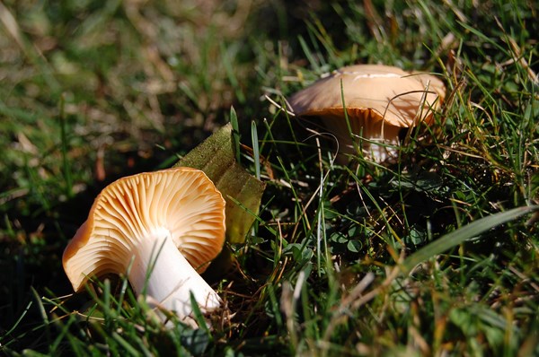 Camarophyllus pratensis (5) [1600x1200].JPG
