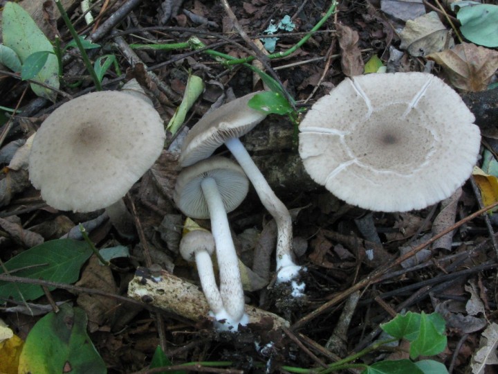 2014 10 17 mont de marsan 003.JPG