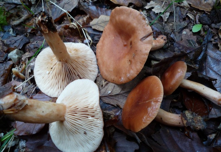 copie de L1140968.JPG