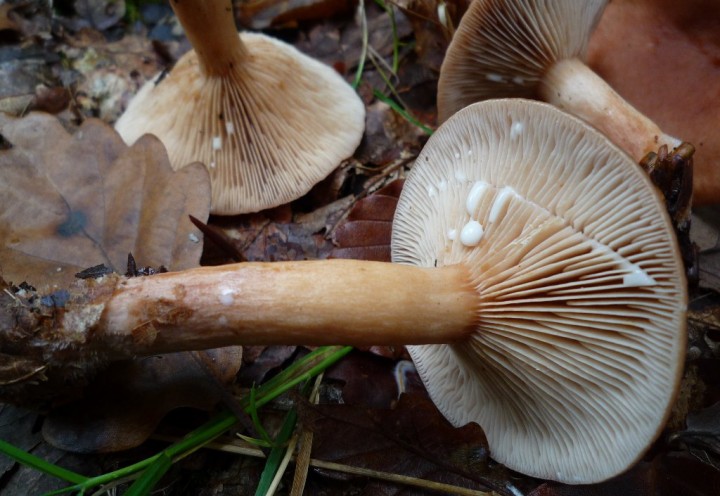 copie de L1140974.JPG