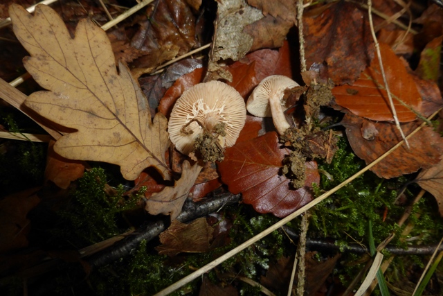 Copie de P1050293.JPG