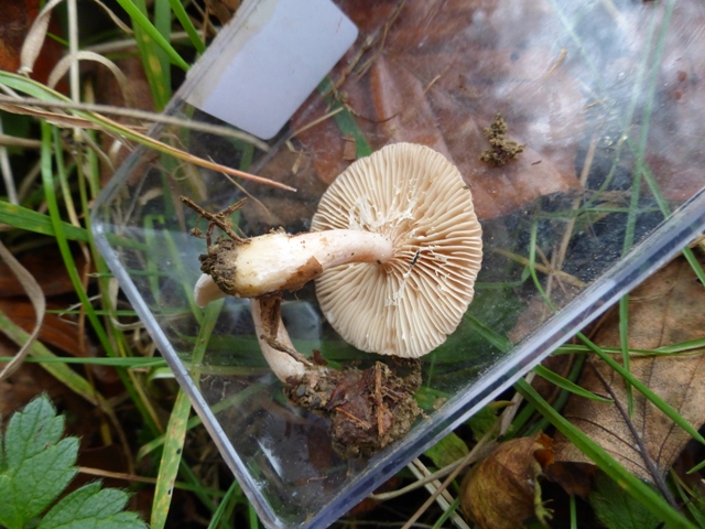 Copie de P1050297.JPG