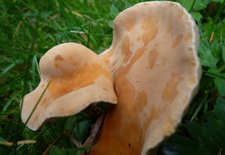 copie de L1150131.JPG