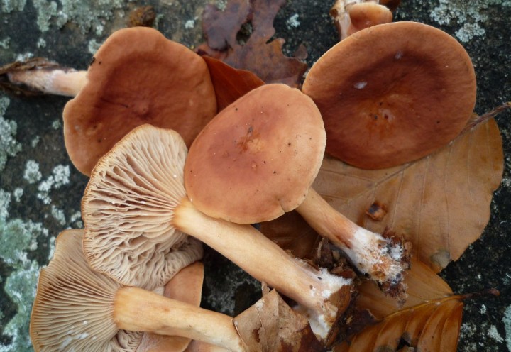 copie de L1150241.JPG