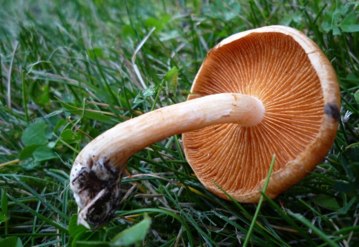 copie de L1150215.JPG