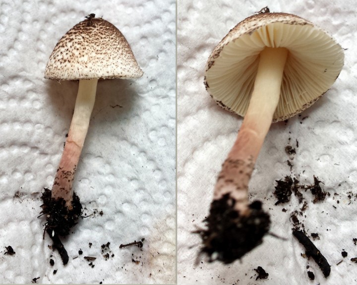 Cliquer sur l'image pour agrandir