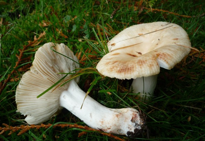 copie de L1150313.JPG